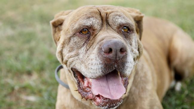 Bambii the Dogue de Bourdeu was found in a horrible condition in Upper Caboolture last year. Picture: AAP/Josh Woning