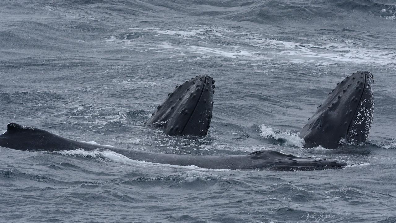 Extraordinary' undersea world, complete with 100 new species, discovered  off Tasmania