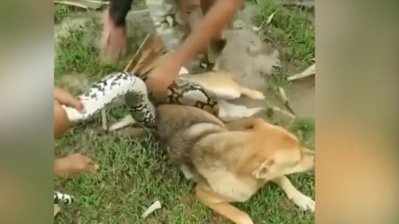 Kids fight off giant snake with sticks and leaves to save pet dog: Video |  news.com.au — Australia's leading news site