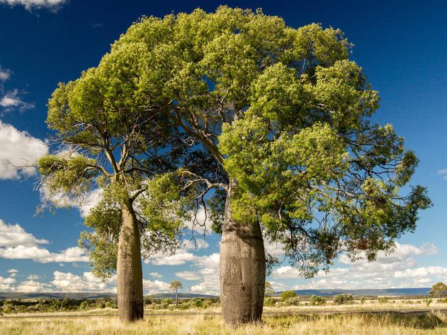 GDK0CT GDK0CT Bottle tree Brachychiton rupestris on golden grassy plains in central Queensland with Carnarvon ranges on horizon under blue sky