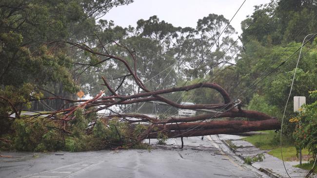 Gold Coast suffers in the aftermath from ex Cyclone Alfred, as it still hits the coast with strong winds and rain.Trees claim the powerlines and block Heeb St. . Picture Glenn Hampson