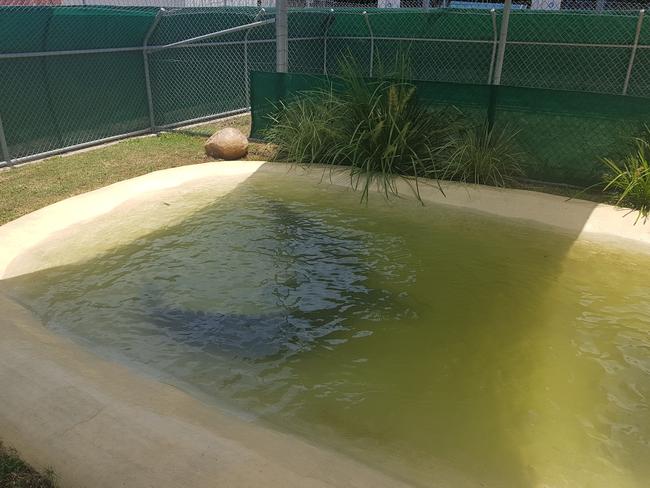 A 4.5m estuarine crocodile in a holding pen in Cairns after it was removed from the Proserpine River. Photo: Department of Environment and Science.