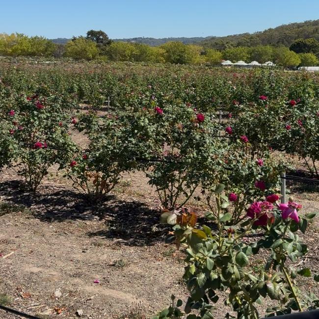 These roses turn into... Picture: news.com.au