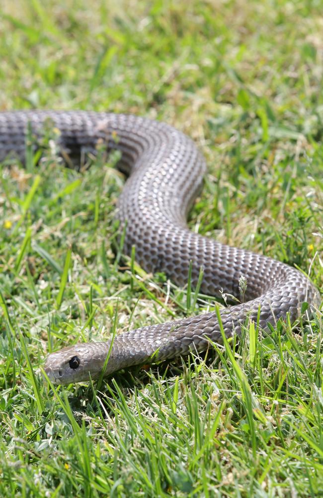 Snakes infest Surfers Paradise beach | news.com.au — Australia’s ...