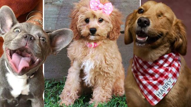 Puppy power list. Vote for Queensland's cutest dog. Photo: Supplied