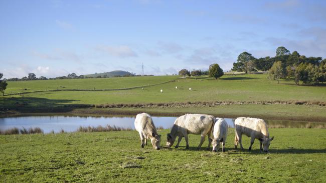 Rare British White cattle graze on Brooklands Free Range Farms.