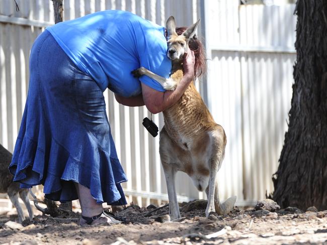 Jo Morris comforts and hugs one of her surviving kangaroos at Kangaribilli Sanctuary. Picture: Mark Brake.