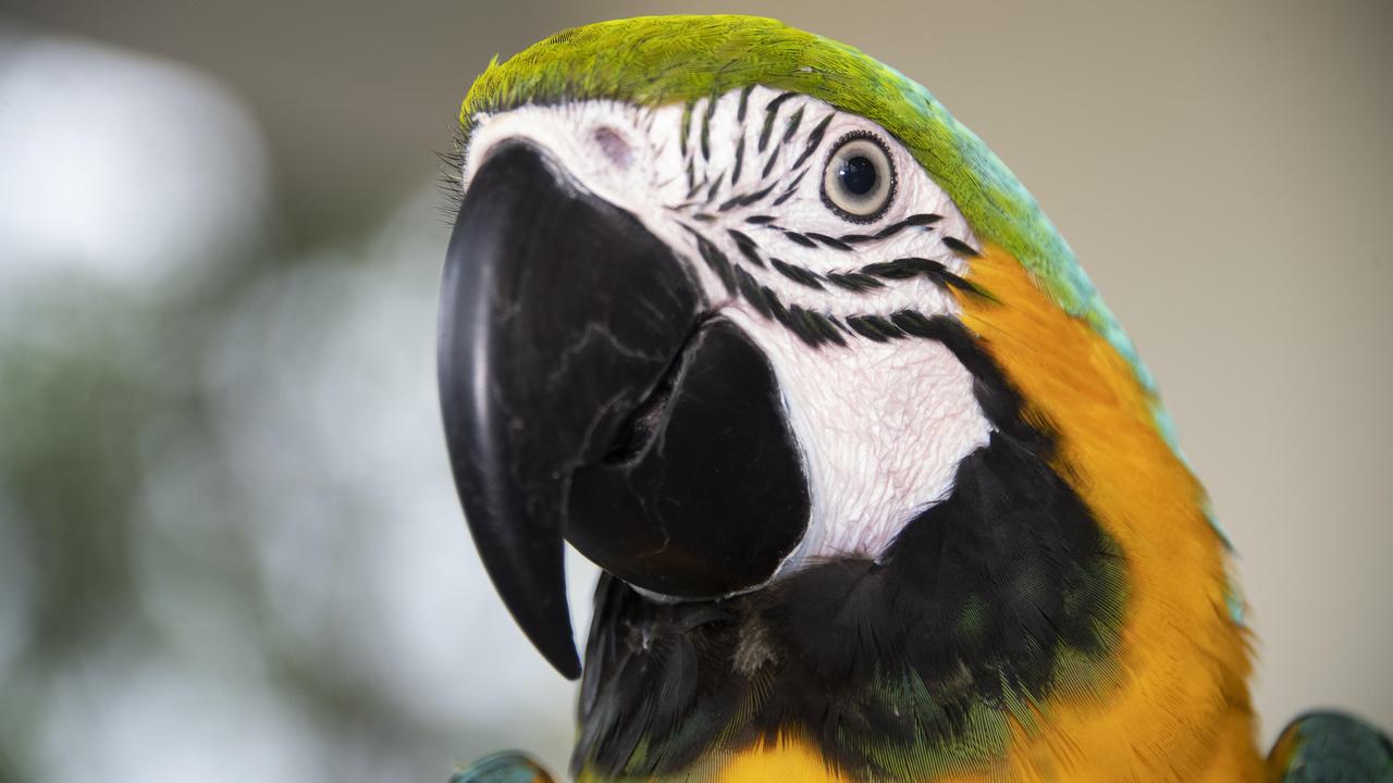 Parrot Head Concert, CCYS - Captain the Macaw. Picture: Brian Cassey