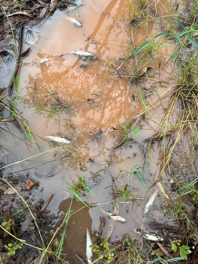 Newcastle Creek fish kill event. Picture: Supplied