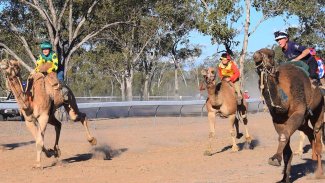 Camels in action at the Tara Camel Races, 03/08/2019