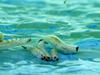 30/1/18  Maggots in Bilgola ocean pool . Picture: Adam Yip / Manly Daily