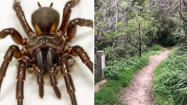 The pair are thought to have been bitten by a spider (left, stock image) along a bush track in Balgowlah Heights.