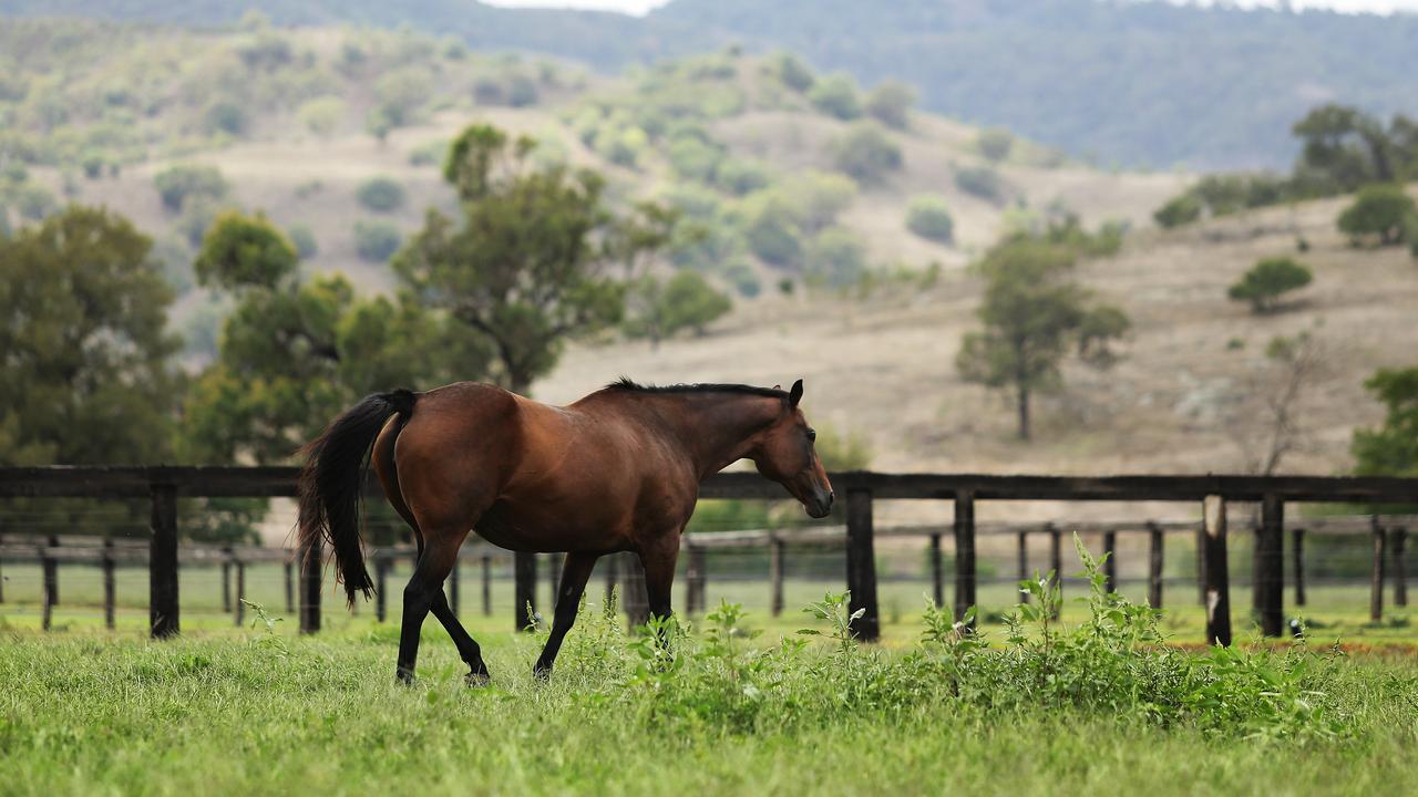 Vegas Showgirl, mother of champion racehorse Winx. Picture: Brett Costello