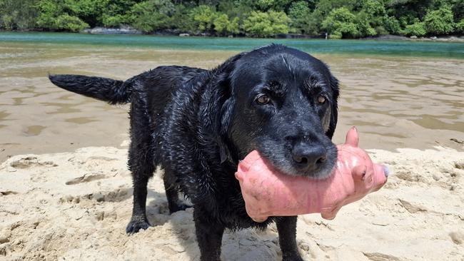 Bear and his favourite toy Piggy at the beach.