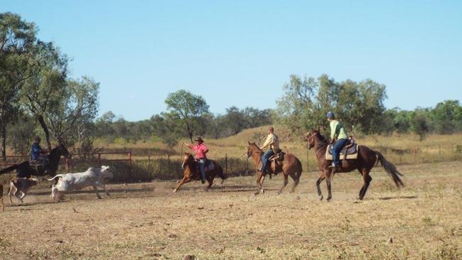 Some of the slain horses in action on Killarney Station. Picture: Supplied by Killarney Station