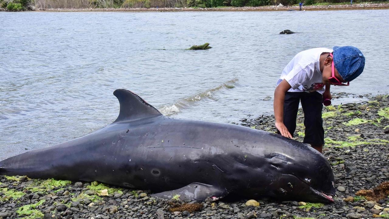 A boy touches a dolphin carcass. Picture: Beekash Roopun/L'Express Maurice/AFP