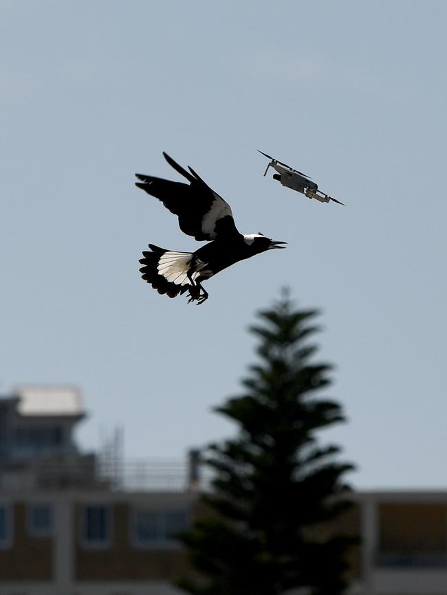 There have been more than 980 magpie swoopings reported this year. Picture: NewsWire/Bianca De Marchi