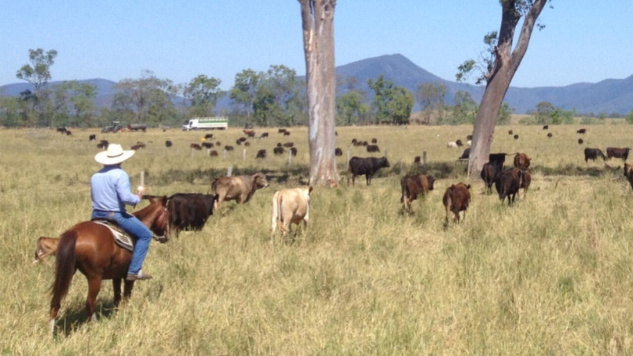 Wagyu cattle on a Hamblin family property.