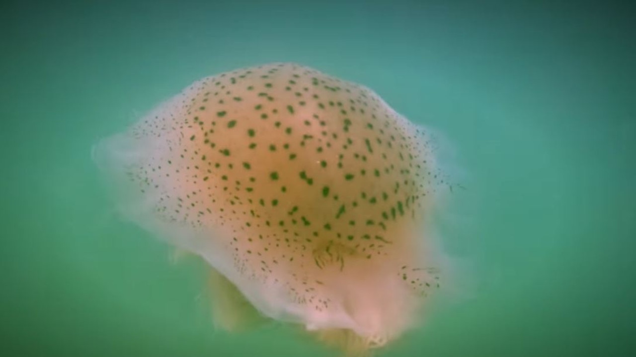 Brown ‘snotty’ jellyfish are on Sunshine Coast beaches this summer. Picture: Mark Furler.