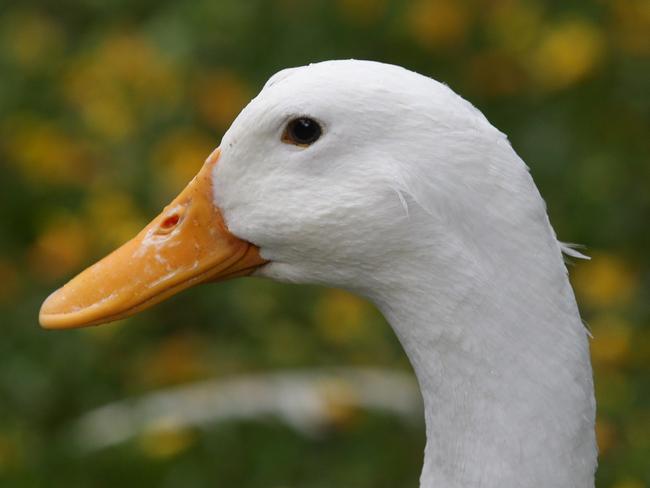 Jimmy the white duck alive and well at Newtown. Picture: Craig Wilson