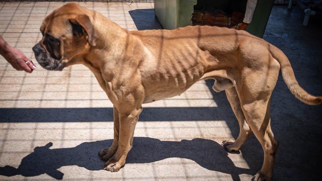 A malnourished bull mastiff, ‘Boss’, shown after being rescued by the RSPCA in November 2019. Picture: RSPCA/Supplied