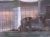 Roadside puppy sales, black market breeders under investigation