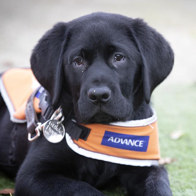 Guide Dog puppy Quasi (12 weeks old). Picture Chris Kidd