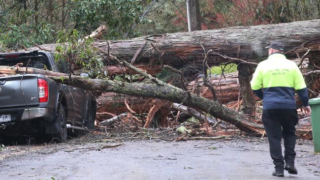 A tree came down on a 4WD in Upper Coonara Rd, Sassafras. There were no reports of injuries. Picture: David Crosling