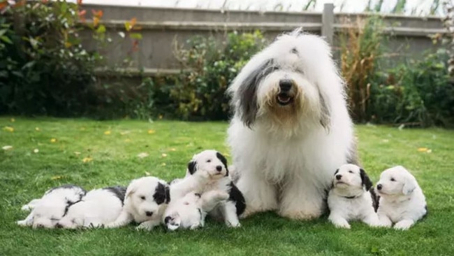 The Dulux dog, Olivia, with her newborn litter. Picture: Austen Killingbeck-Jones/PinPep