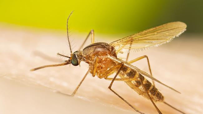 Adult female Cx. quinquefasciatus mosquito before a blood meal.