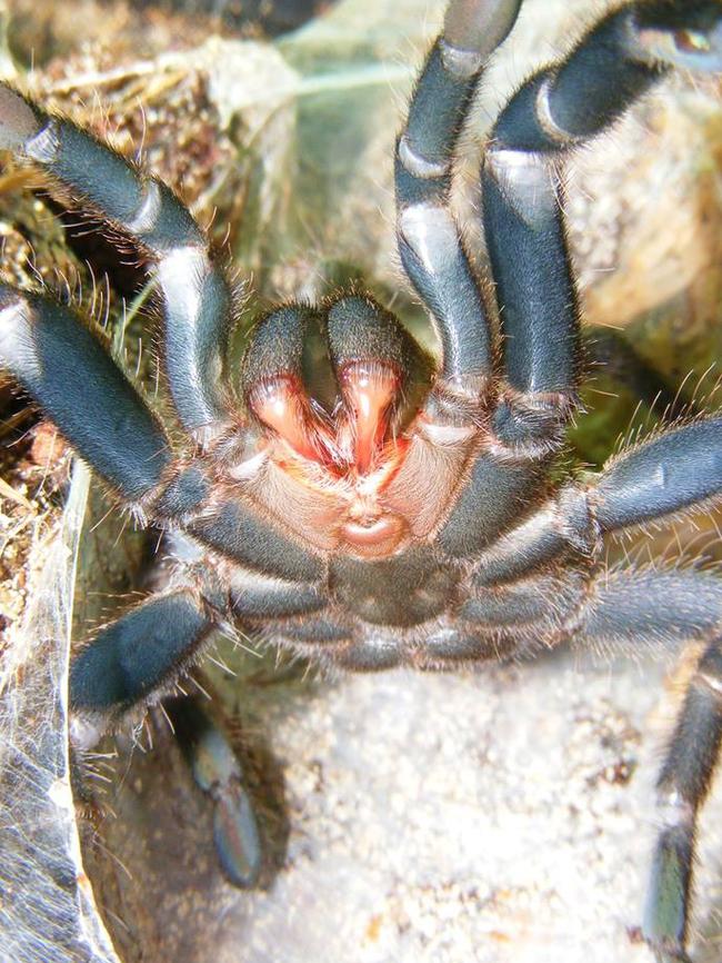 Mrs Strennysaurus, freshly moulted.