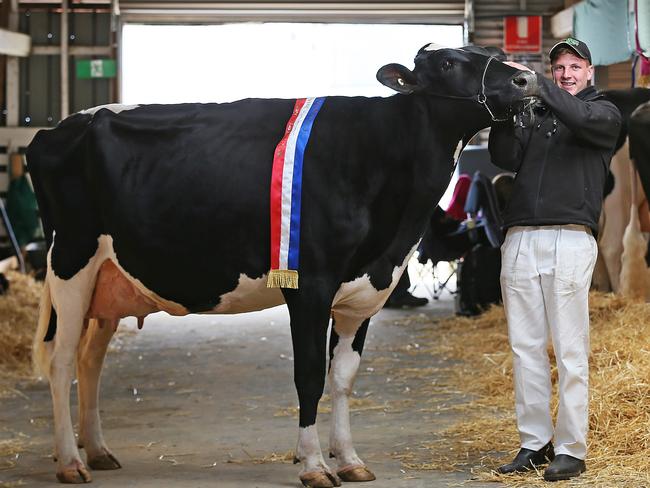 Joel Millhouse with the winner of Supreme Champion Diary Cow, Benlargo Windbrook Ding.