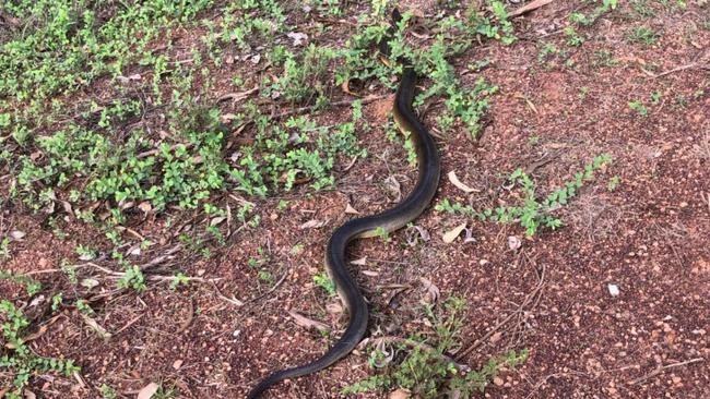 A man in his 30s has been taken to Yeppoon Hospital after being bitten by a snake near Farnborough. (contributed pic not of snake)