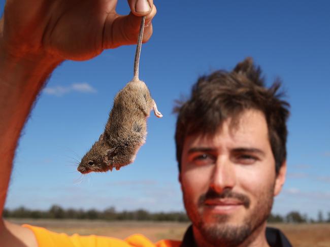 EMBARGO DAILY TELEGRAPH: SUNDAY FOR MONDAYRural communities in western NSW have been battling a plague of mice that are destroying their livelihoods. Lockie Roberts holds up a mouse on his farm Mumblepeg 45 minutes east of Warren in the Dubbo region of NSW. The citrus farmer has been battling a mouse plague that has infested his oat shed. Picture: David Swift