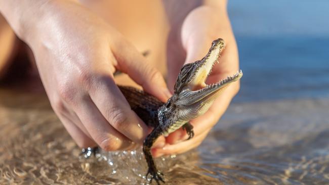 Schnappy the croc loves to cruise up and down Casuarina Beach, Darwin. Picture: Che Chorley