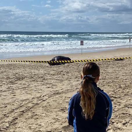 Eight-year-old Tiah Bouveng looks at a huge leatherback turtle that washed up dead at Mermaid Beach. Picture: Narelle Bouveng.