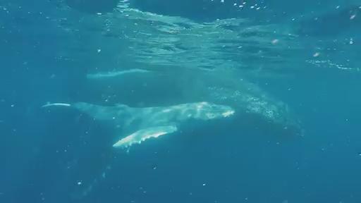 Swimming with Humpback Whales, Mooloolaba