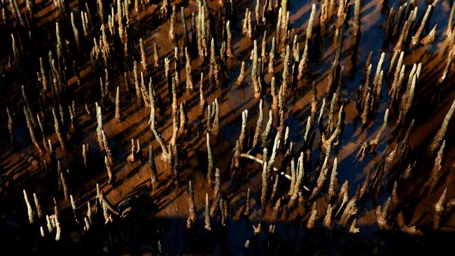 Pneumatophores of Grey Mangroves.