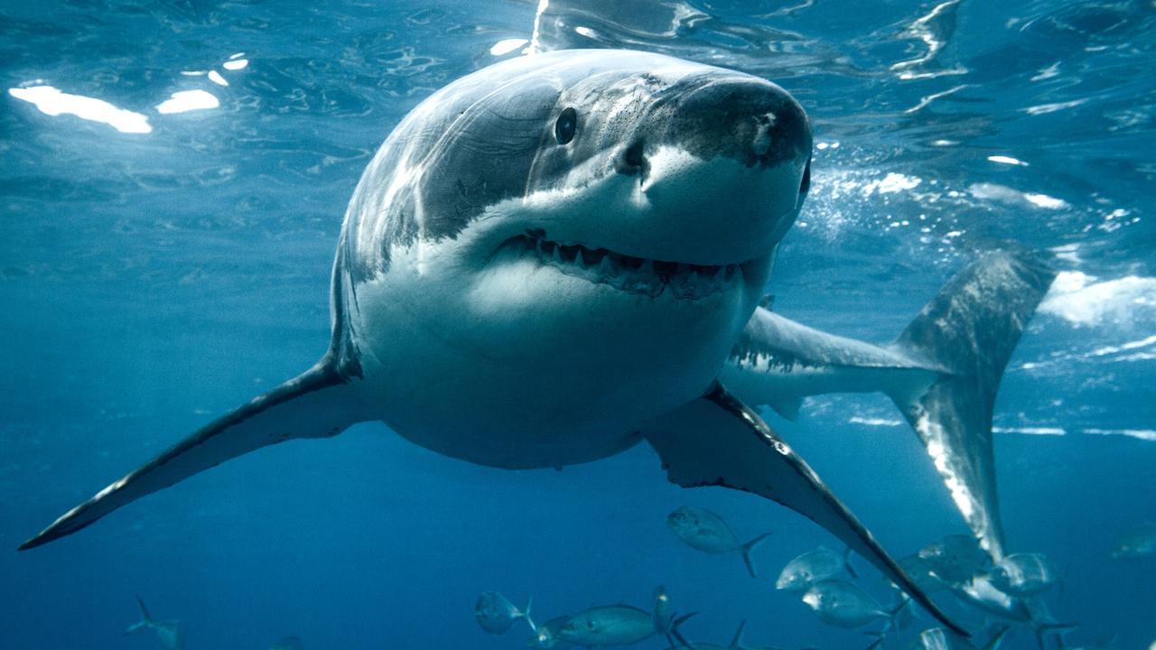 Great white sharks, ocean predators recorded diving deep to twilight,  midnight zones | news.com.au — Australia's leading news site