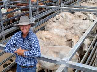 GENEROUS DONATION: Burnett Livestock & Realty's Lance Whitaker in front of the pen of Braham cows donated Brett Kirk and family, Hazelton Pastoral Co, Gayndah to the QCWA Public Rural Crisis Fund and are to be auctioned off at today's Biggenden sale. Picture: Erica Murree