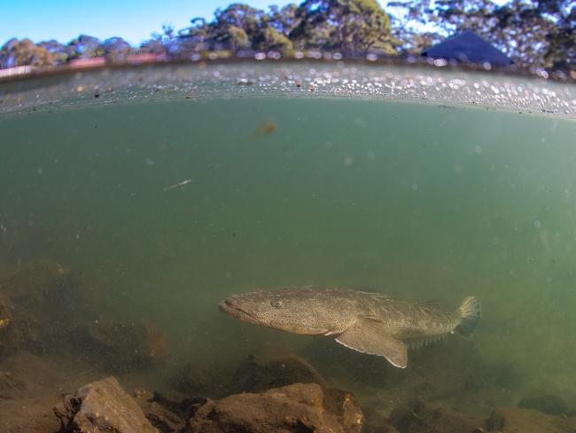 A big flathead in shallow water requires some stealth as they are super cautious. Picture: Al McGlashan