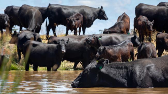 Emu Creek has been used for a mix of late-spring calving cows, replacement heifers and Dorper ewes lambing recently.