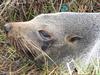 A long nosed fur seal born on Maatsuyker Island has been spotted 25
 years later. Pic: supplied: Department of Environment, Land, Water and Planning
