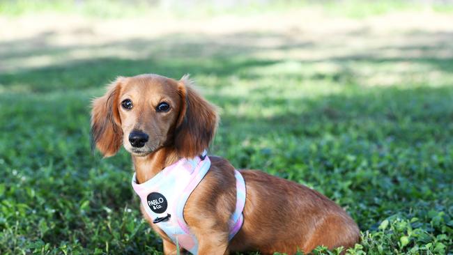 Cutest Dog Winner voted by Bulletin subscribers, Poppy, a 4 month old Dachshund. Picture: Shae Beplate.