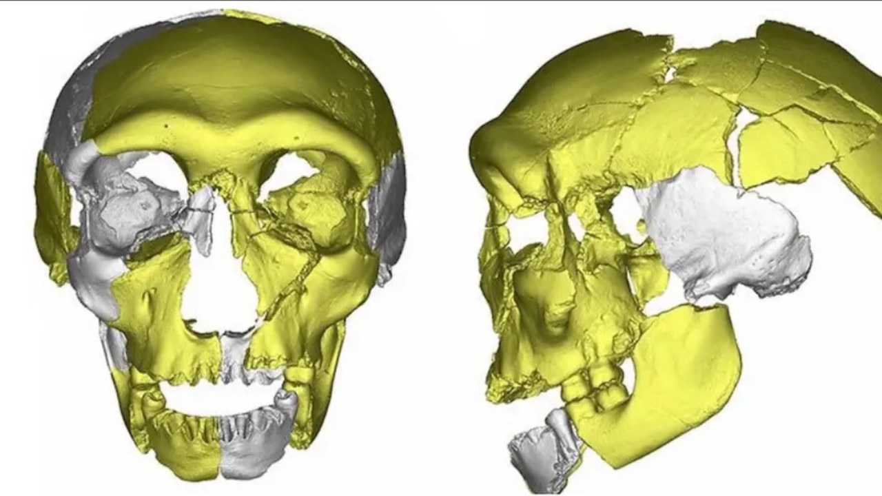 Unprecedented' fossil skull reveals face of human ancestor