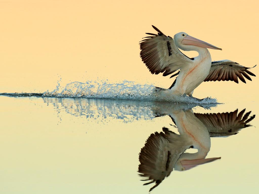 Bird Photographer of the Year Awards 2017. A Perfect Landing. Category: Birds in Flight Awards: Gold. Photographer: Bret Charman “ I was photographing Australian Pelicans on the edge of a small mangrove swamp in Urunga Head, NSW - they were resting in the calm, shallow waters and the soft evening light was providing the perfect conditions to capture reflections. With one quick shot I managed to capture scene exactly as I had wanted - it was the perfect moment and one I will never forget!”