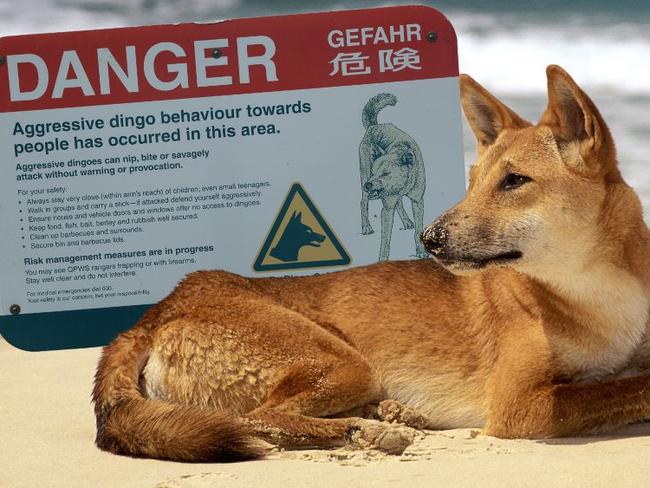 What readers say about dingoes on K'gari (Fraser Island)