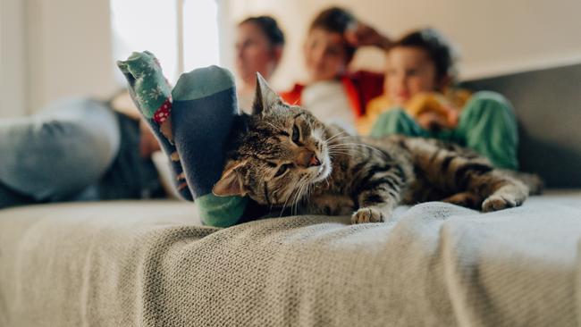 Victorian cats will need to get used to the indoor life, because that’s where they will need to be much of the time in future, especially after dark.