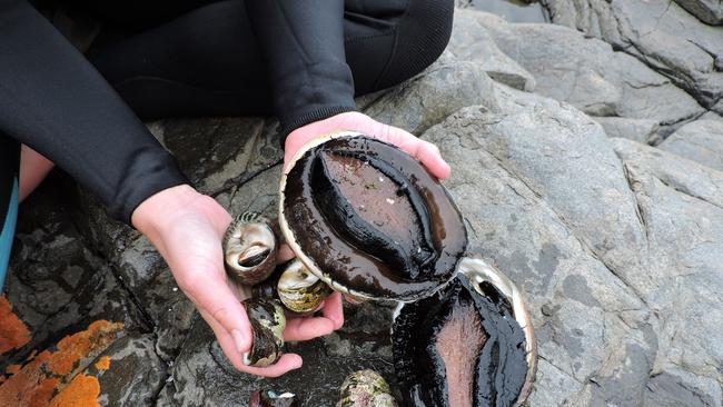 Tongan man Roland Langi pleaded guilty to collecting a commercial amount of abalone and could face up to five years in prison. Picture: Emma Lee