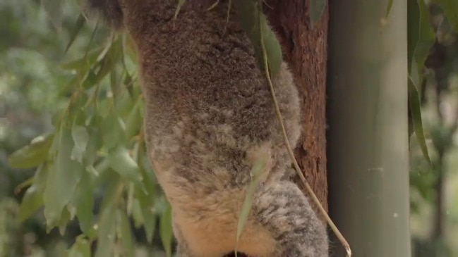 Currumbin Wildlife Sanctuary Joeys celebrate Christmas